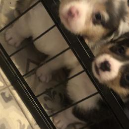 American Corgi and Pembroke Welsh Corgi Puppies from Red White & Bluie Corgi