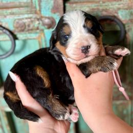 Girl 3 - Black rust and white female Bernese Mountain Dog puppy in Altura, Minnesota from Bluffside Berners