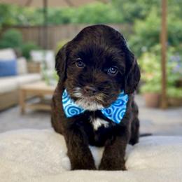 Dark chocolate - Chocolate male Australian Labradoodle puppy in Anderson, California from Shaggy Doodles