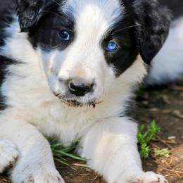 Axl - Black and white male Border Collie puppy in Custer, South Dakota from Pinpoint Border Collies