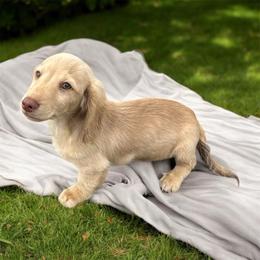 Lucky - Cream male Dachshund puppy in Glen St Mary, Florida from Little Pawz, LLC