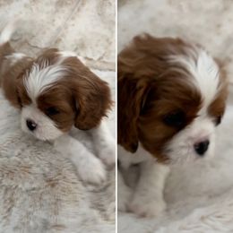 Cavalier King Charles Spaniel Puppies from Southern Valley Cavaliers
