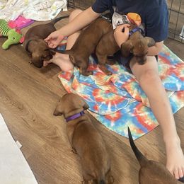 Dachshund Puppies from CV Doxies