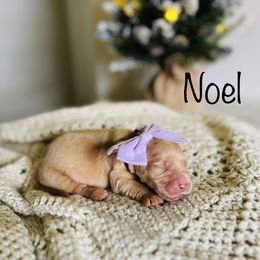 Girl Pick 1 - Golden Retriever puppy in Cocoa, Florida from Goldens of the Groves LLC.