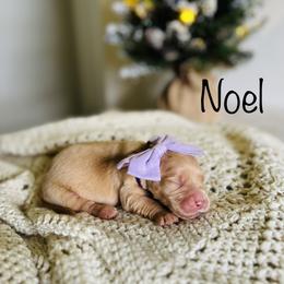 Girl Pick 1 - Golden Retriever puppy in Cocoa, Florida from Goldens of the Groves LLC.