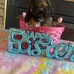 Brooke - Sable female Cockapoo puppy in Connersville, Indiana from MoonShine Babies