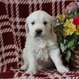 Franklin - Light golden male Golden Retriever puppy in Fredericksburg, Ohio from Golden family companion's