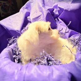 Liam - White male Havanese puppy in Pearland, Texas from Herds Of Havanese