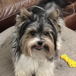 Mav - Biewer Terrier