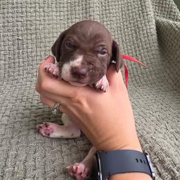 Red Girl - Liver and white female German Shorthaired Pointer puppy in Nampa, Idaho from Heart Mountain Cavaliers & Floating Feathers Kennel