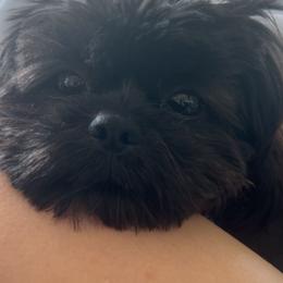 Truffles - Shih Tzu
