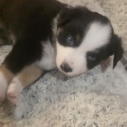 Derek - Black tri male Miniature Australian Shepherd puppy in Sound Beach, New York from Awesome Aussies
