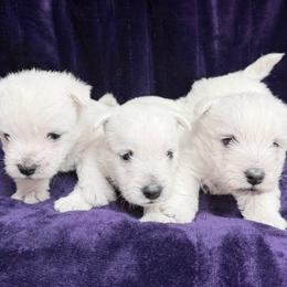 Boy 1 - White male West Highland White Terrier puppy in Scurry, Texas from Karen Williams's West Highland White Terriers