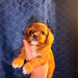 Star - Red female Cavapoo puppy in Hickory, North Carolina from Homegrown Spaniels