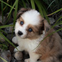 Poncho - Red male Companion Cross puppy in Fairview, South Dakota from Dakota Toy Aussies