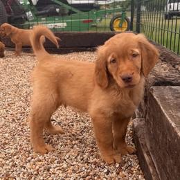 AKC black collar boy - Dark golden male Golden Retriever puppy in Joshua, Texas from 3 Gun Retrievers