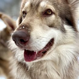 German Shepherds from Anzhela Krieg