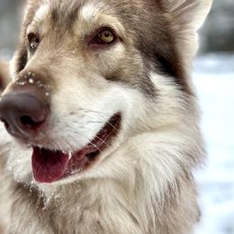German Shepherds from Anzhela Krieg