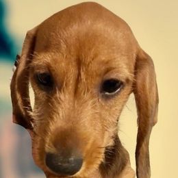 Ginger - Red Dachshund puppy in Pensacola And Michigan, Florida from UP North Dachshunds UPNDLLC