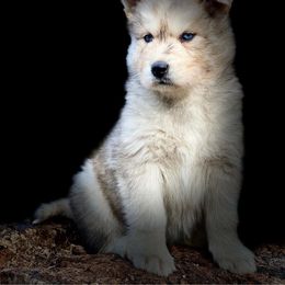Siberian Husky Puppies from North Valley Huskies
