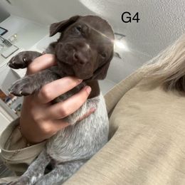 German Shorthaired Pointer Puppies from Golden pointers