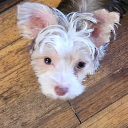 Micah - Chocolate, tan and white male Yorkshire Terrier puppy in Shaker Heights, Ohio from FiFi-s Pups