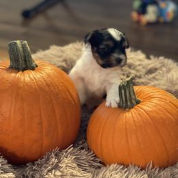 Biewer Terrier and Yorkshire Terrier Puppies from Heritage Yorkie and Biewers Kennel