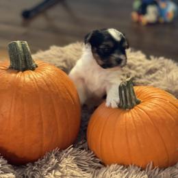 Biewer Terrier and Yorkshire Terrier Puppies from Heritage Yorkie and Biewers Kennel