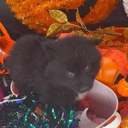 Kira - Black female Pomsky puppy in Spring Hill, Florida from PDQ Pomskies