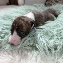 Eclipse - White and fawn brindle male Whippet puppy in Fort Myers, Florida from Rainbow Whippets