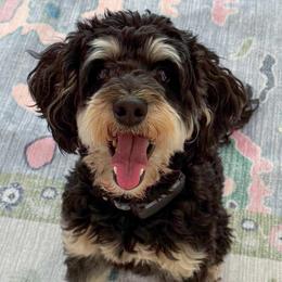 Birkin - Australian Labradoodle