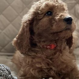 Double Doodles and Goldendoodles from Beck's Doodles