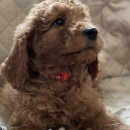 Double Doodles and Goldendoodles from Beck's Doodles