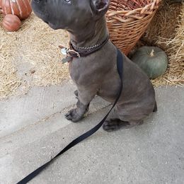 Cane Corso Puppies from Veni Vidi Vici Cane Corsos