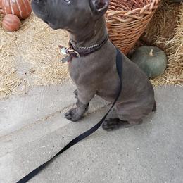 Cane Corso Puppies from Veni Vidi Vici Cane Corsos
