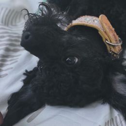Milo - Poodle