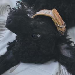 Milo - Poodle