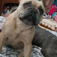 French Bulldogs from Tia's French Bulldogs