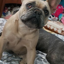 French Bulldogs from Tia's French Bulldogs