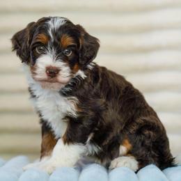 Rodgers - Tri-color male Bernedoodle puppy in Dundee, Ohio from Down Home Doodle