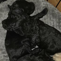 Boy 2 - Black male Poodle puppy in North Augusta, South Carolina from Tiny Paws Luxury Pets