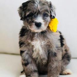 February - Blue merle female Bernedoodle puppy in Diamond Bar, California from Furrytaildoodles