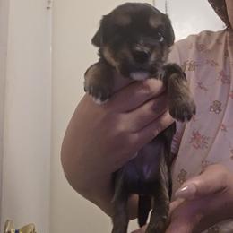 Bichon Frise and Yorkshire Terrier Puppies from Joanelly Marshall