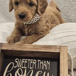 Goldendoodle Puppies from Pemberley Puppies