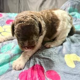 Ranger (vChris) - Parti male Poodle puppy in Meadowbrook, California from Standard Poodle Pups
