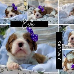 Belle - Blenheim female Cavalier King Charles Spaniel puppy in El Dorado Springs, Missouri from Cavish's Missouri Cavaliers, Cavapoos, and Miniature Poodles