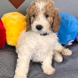 Bernedoodle, Cockapoo, and Goldendoodle Puppies from Avery Doodle Day LLC