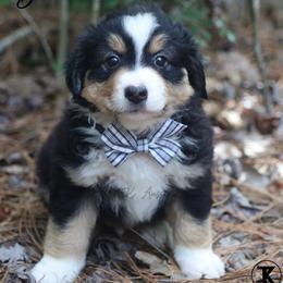 Myers- BTM1 - Black tri male Toy Australian Shepherd puppy in Nacogdoches, Texas from TK Standard, Mini, & Toy Aussies
