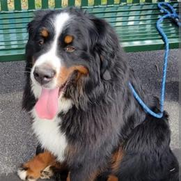 Bruno - Bernese Mountain Dog
