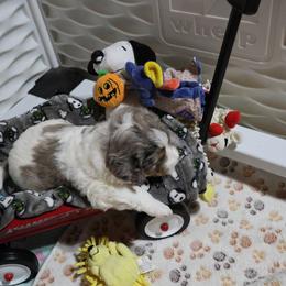 Sherlock - Blue merle male Bernedoodle puppy in Springfield, Missouri from Doodle Dandy Bernedoodles